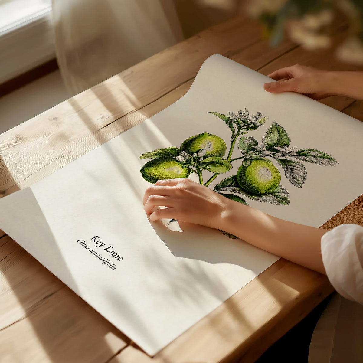 Key Lime Poster | Citrus aurantiifolia Vintage Botanical Illustration Pen and Ink Print — giclée print detail on matte paper