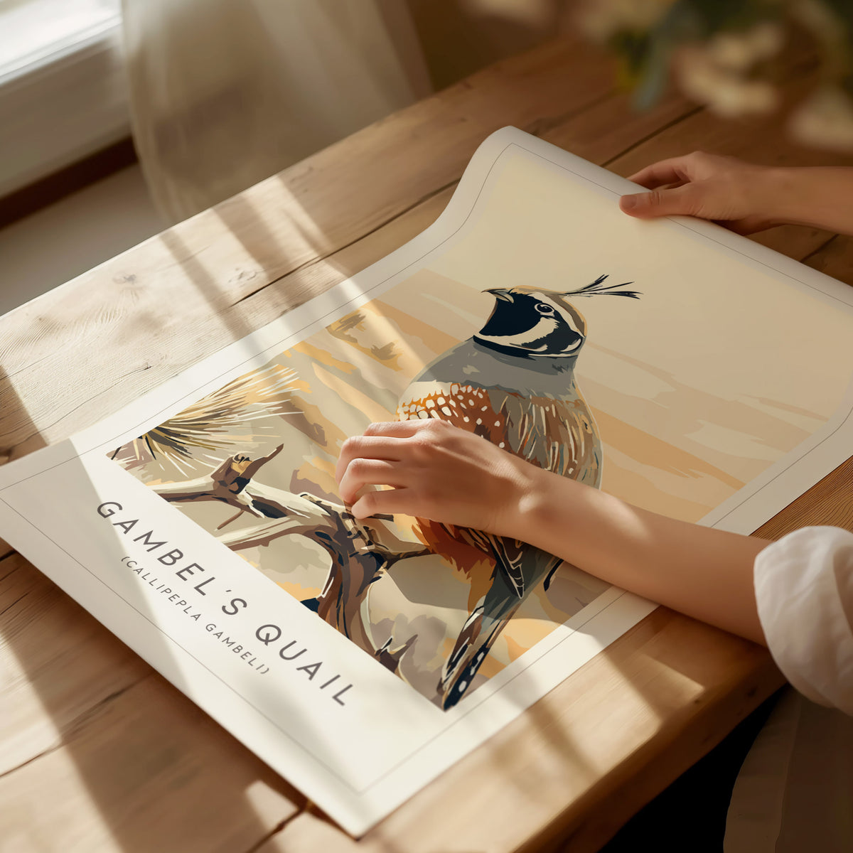 Gambel's Quail, Callipepla gambeli Poster | Desert Bird Wall Art Wildlife Print — giclée print detail on matte paper