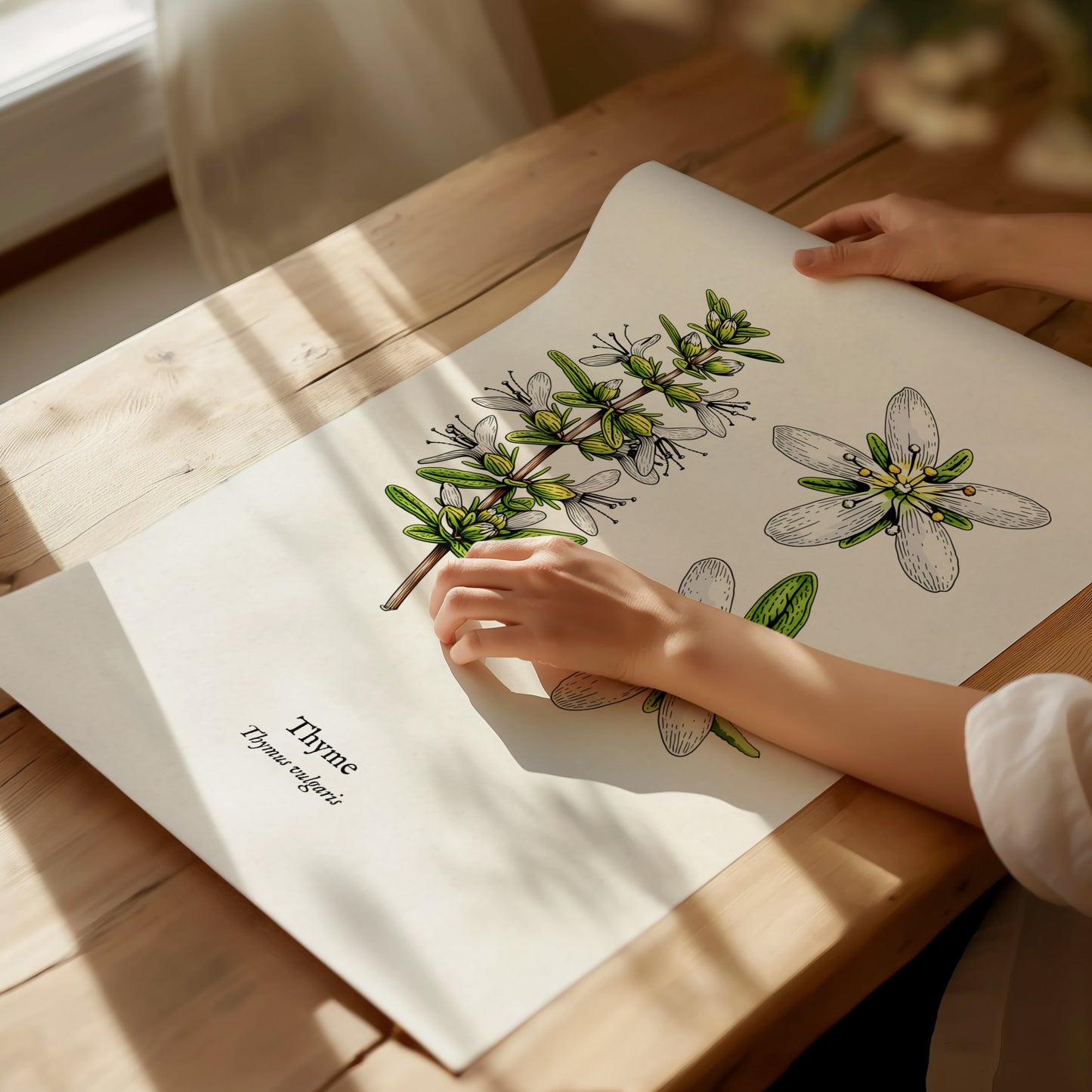 Thyme Poster | Vintage Thymus vulgaris Botanical Illustration Wall Art — giclée print detail on matte paper
