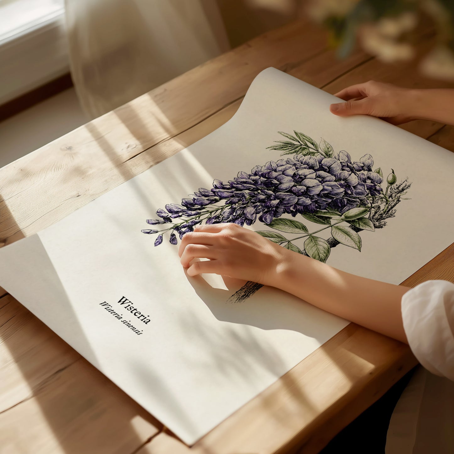 Wisteria Poster | Vintage Wisteria sinensis Botanical Illustration Wall Art — giclée print detail on matte paper
