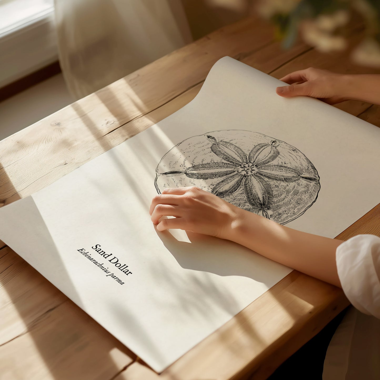 Sand Dollar Poster | Vintage Echinarachnius parma Zoological Illustration Wall Art — giclée print detail on matte paper