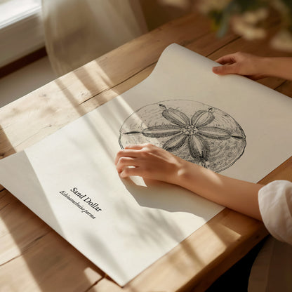 Sand Dollar Poster | Vintage Echinarachnius parma Zoological Illustration Wall Art — giclée print detail on matte paper