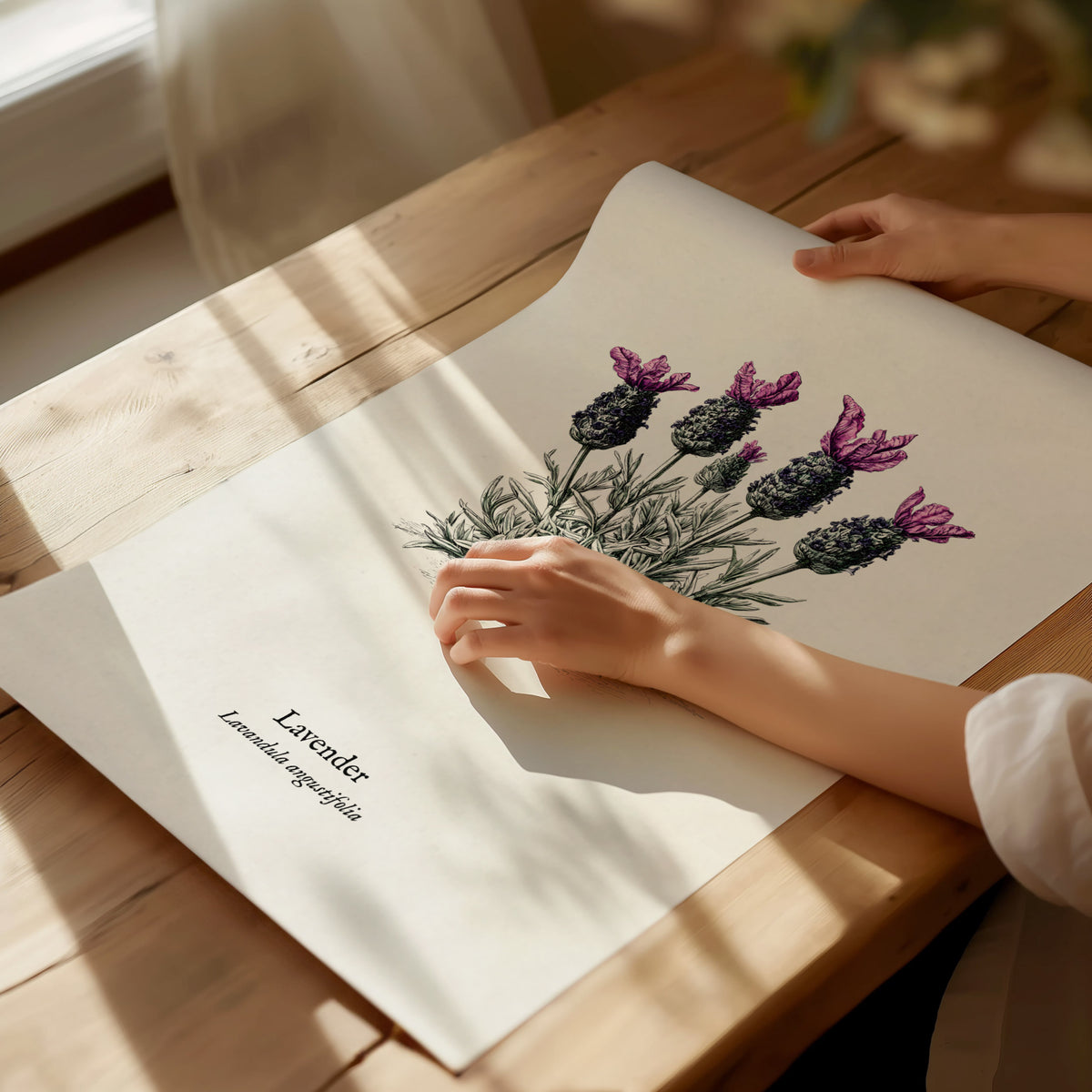 Lavender Poster | Lavandula angustifolia Pen and Ink Print Vintage Botanical Illustration Wall Art — giclée print detail on m