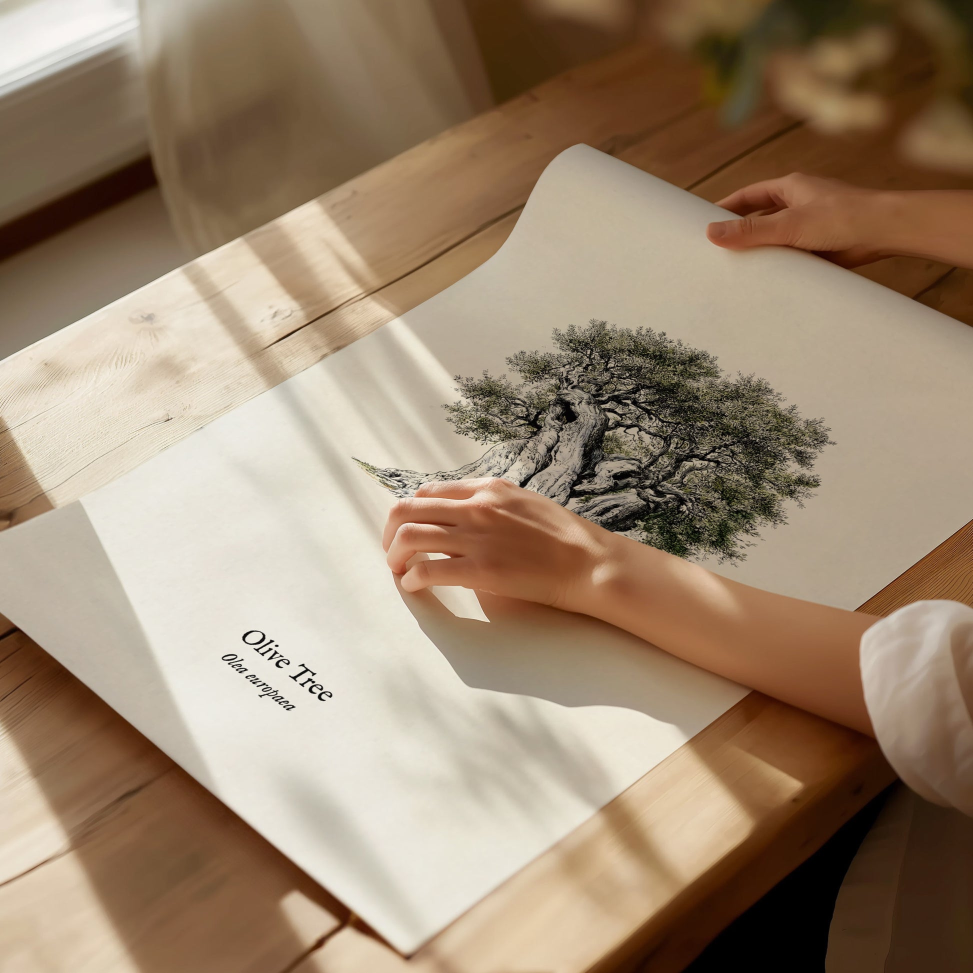 Olive Tree Poster | Vintage Olea europaea Botanical Illustration Wall Art — giclée print detail on matte paper