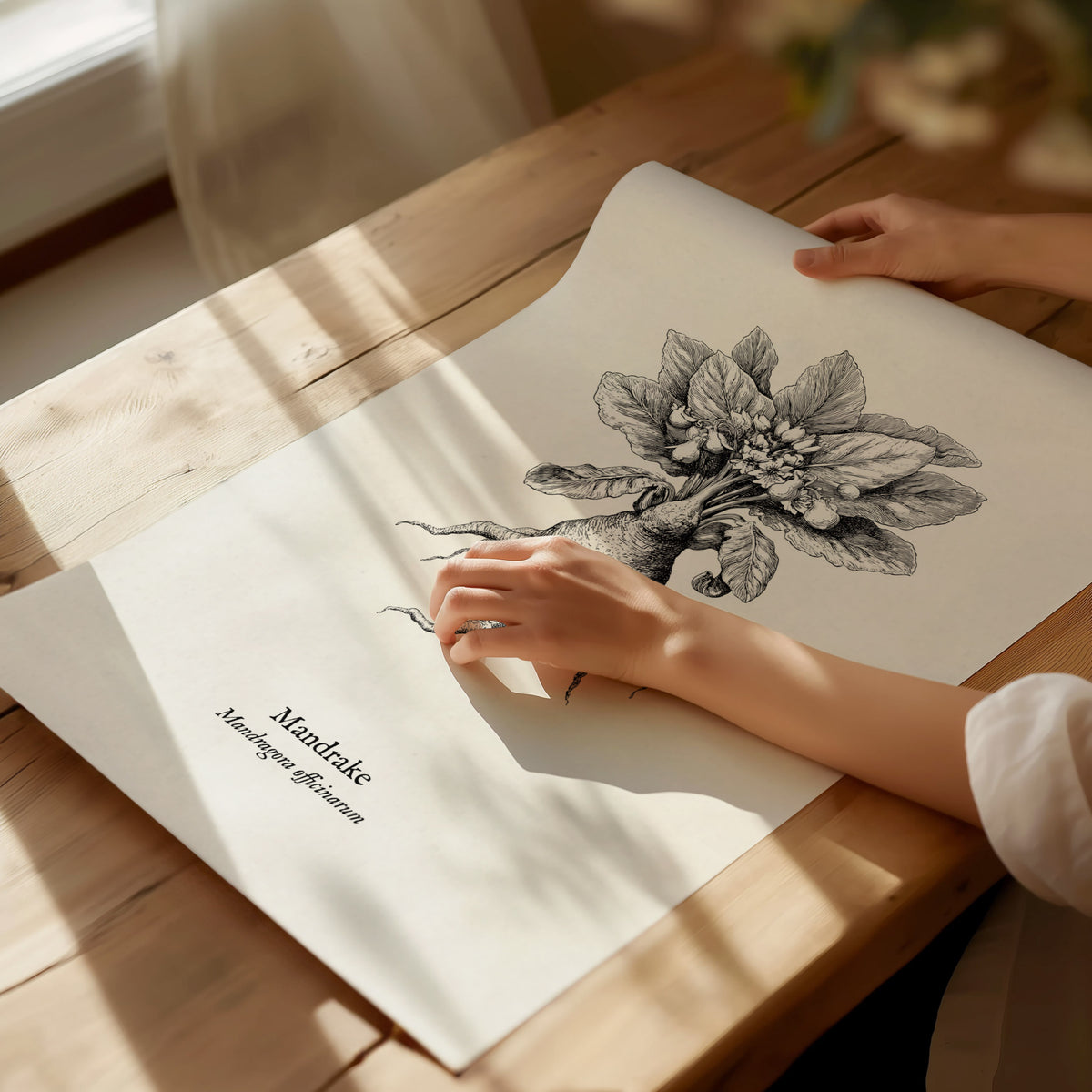 Mandrake Poster | Mandragora officinarum Pen and Ink Print Vintage Botanical Illustration — giclée print detail on matte pape