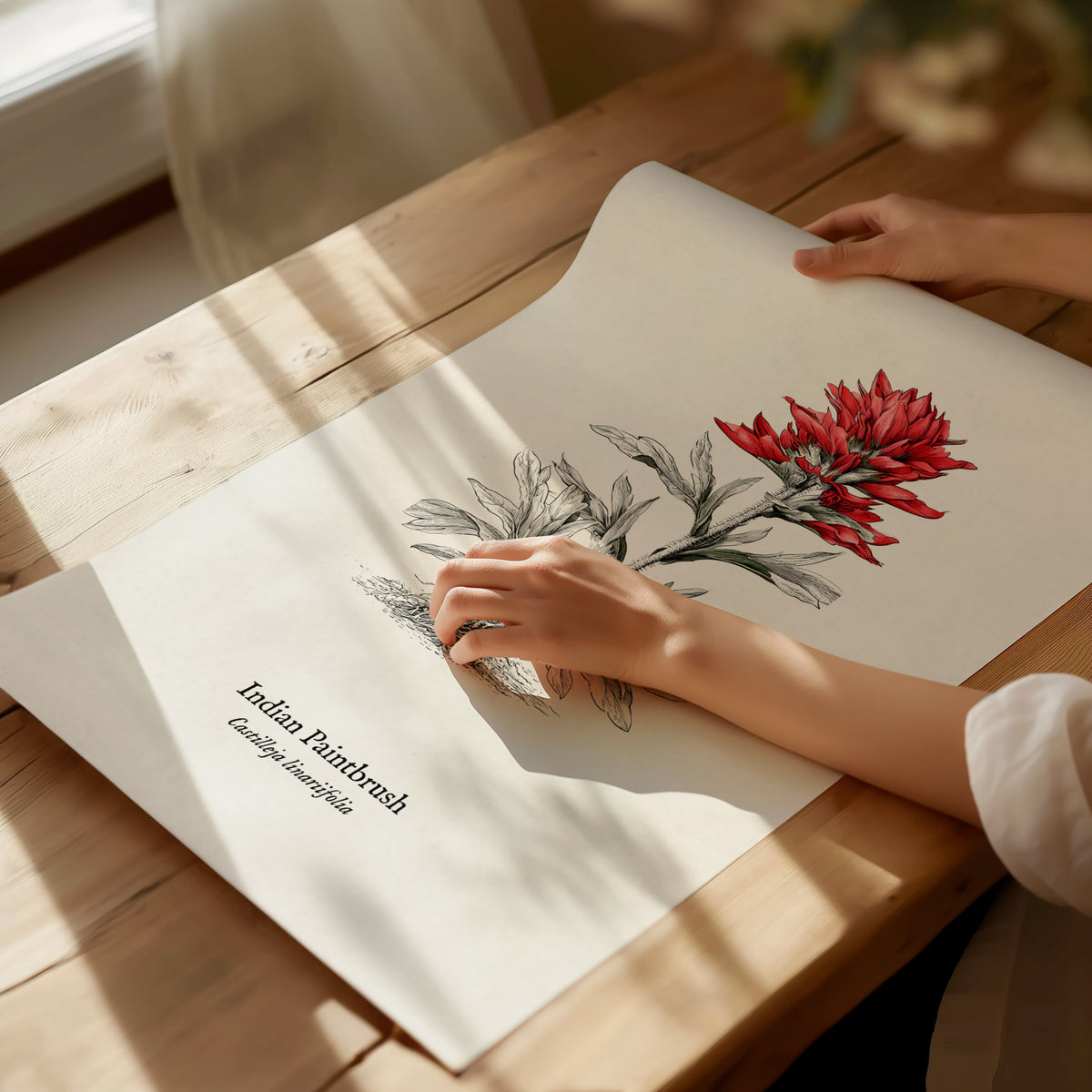 Indian Paintbrush Poster | Castilleja Linariifolia Pen and Ink Print Vintage Botanical Illustration — giclée print detail on