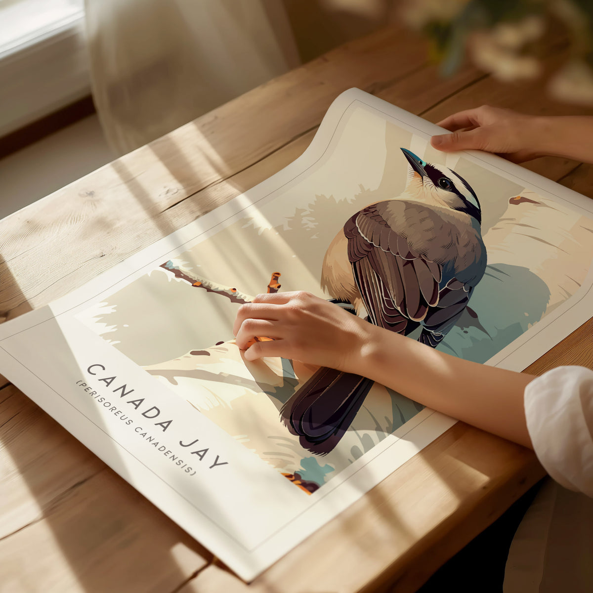 Canada Jay, Perisoreus canadensis Poster | Bold Boreal Bird Wall Art — giclée print detail on matte paper