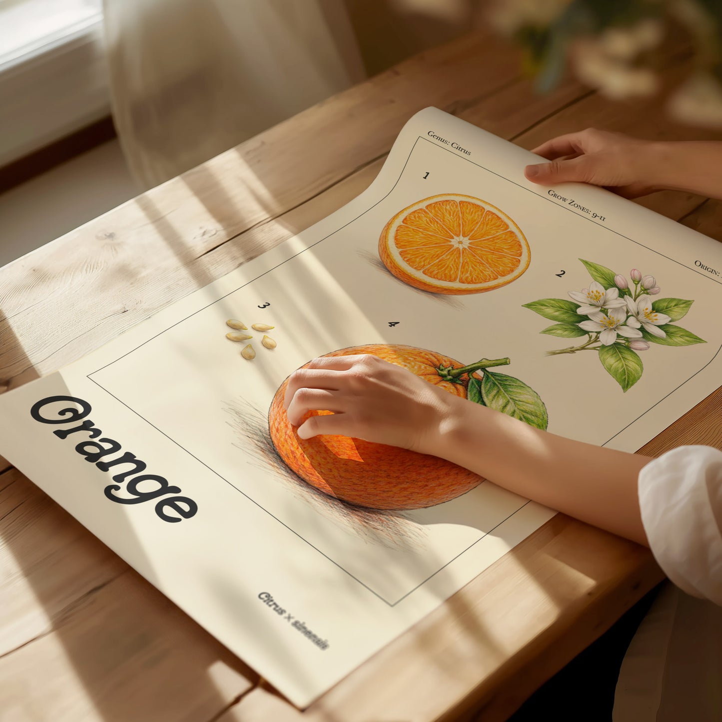 Vintage botanical illustration of an orange with cross-section, blossom, seeds, and whole fruit on a cream background.