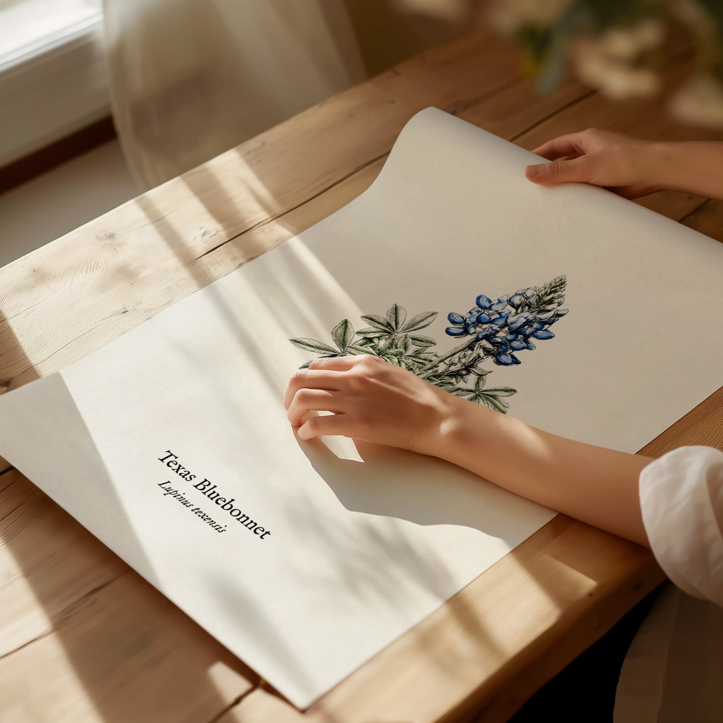 Texas Bluebonnet Poster | Vintage Lupinus texensis Botanical Illustration Wall Art — giclée print detail on matte paper