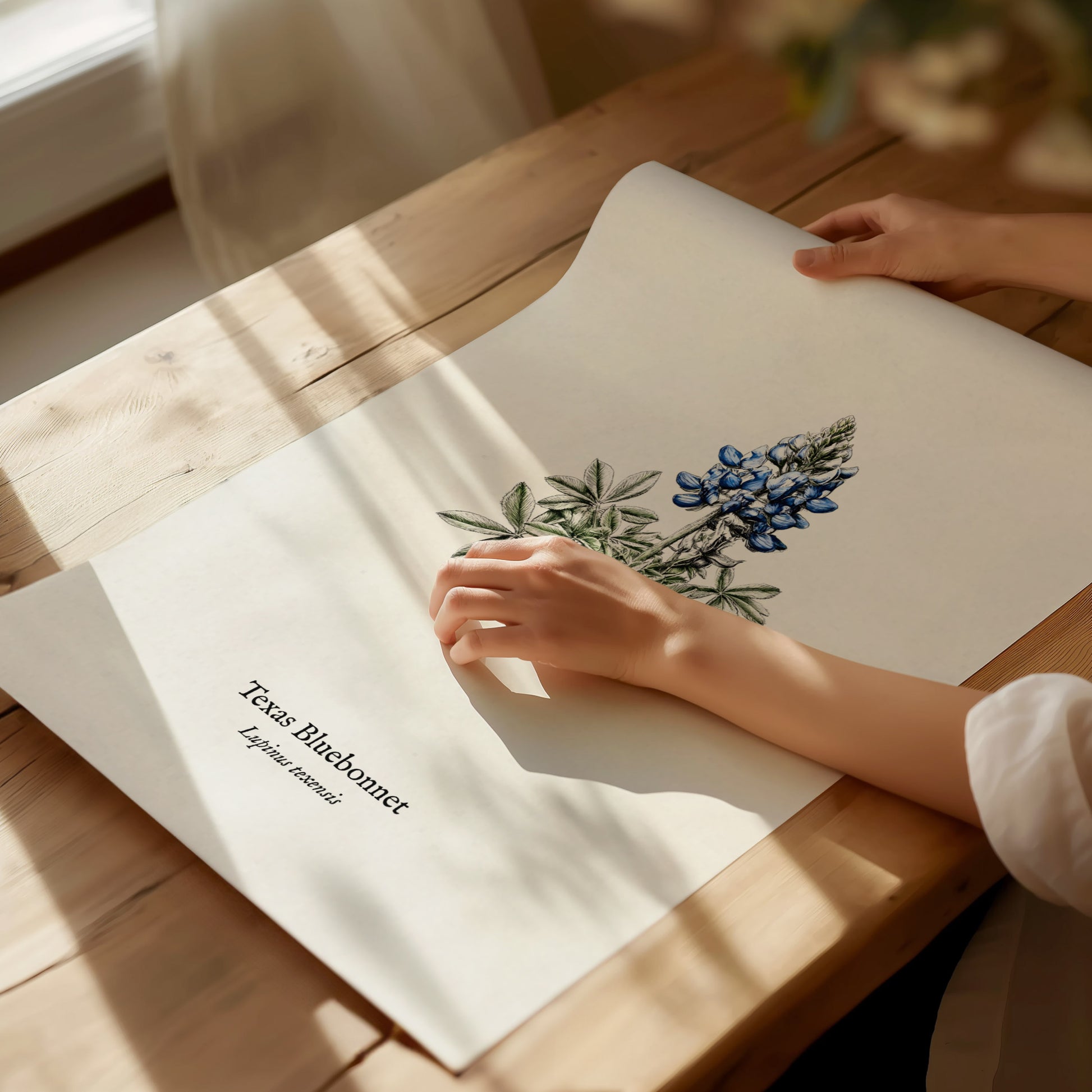 Texas Bluebonnet Poster | Vintage Lupinus texensis Botanical Illustration Wall Art — giclée print detail on matte paper