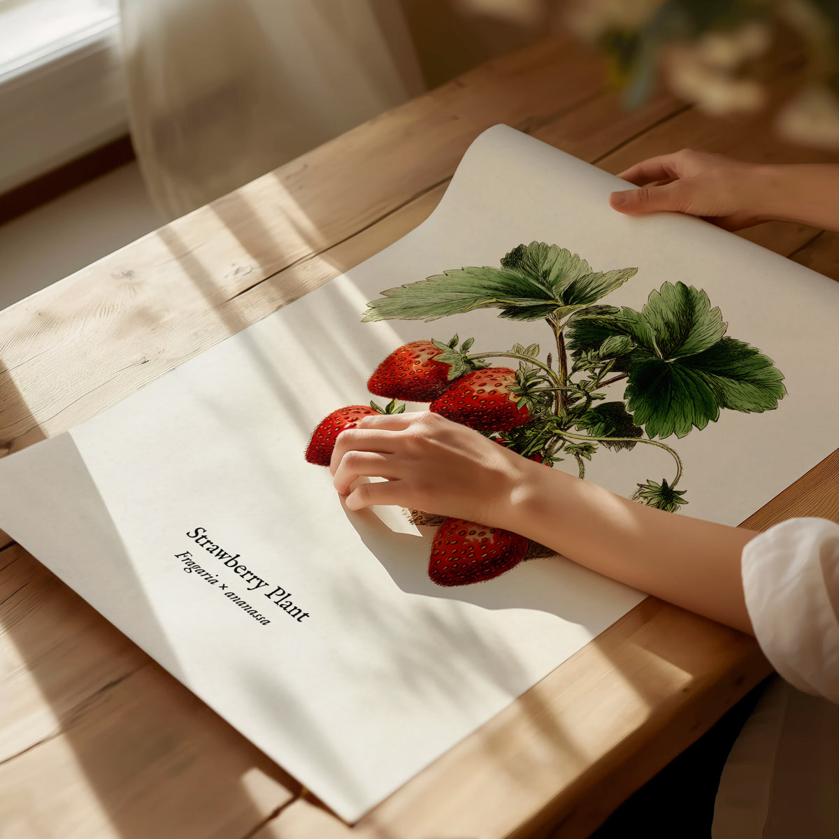 Strawberry Plant Poster | Vintage Fragaria × ananassa Botanical Illustration Wall Art — giclée print detail on matte paper