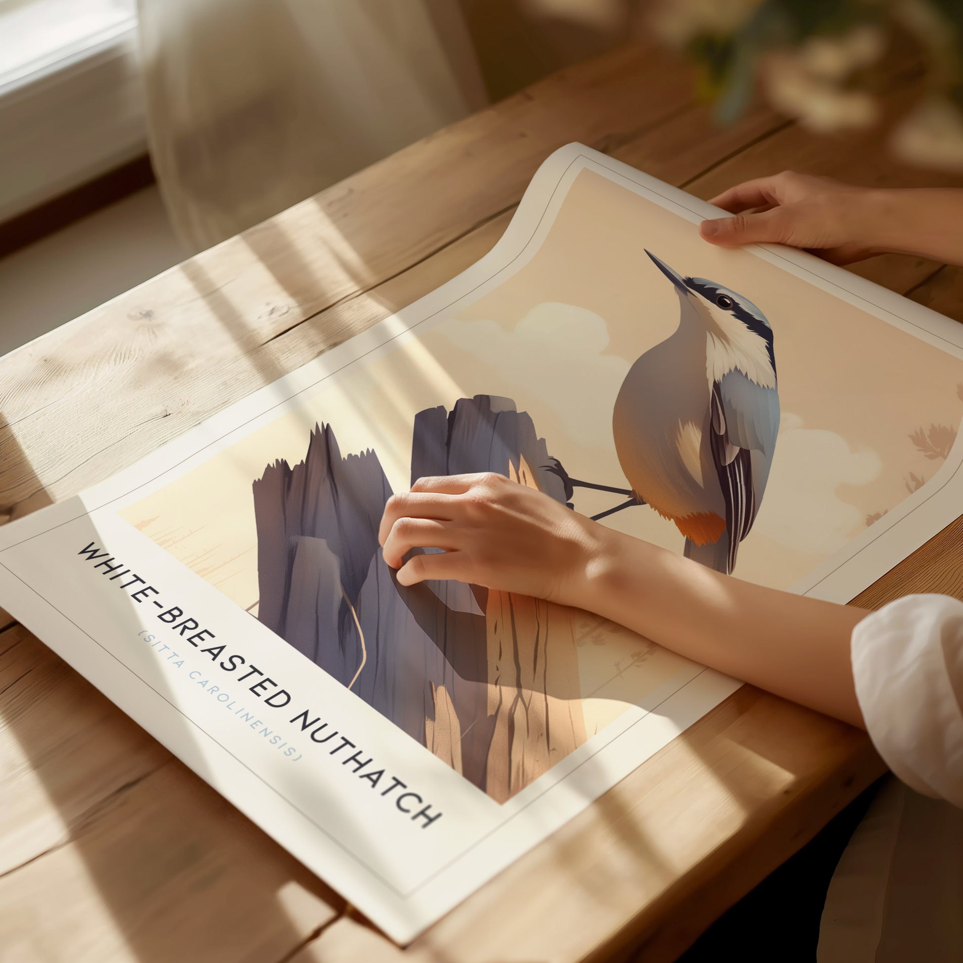 White-Breasted Nuthatch Poster | Minimalist Bird Art Birdwatcher Gift