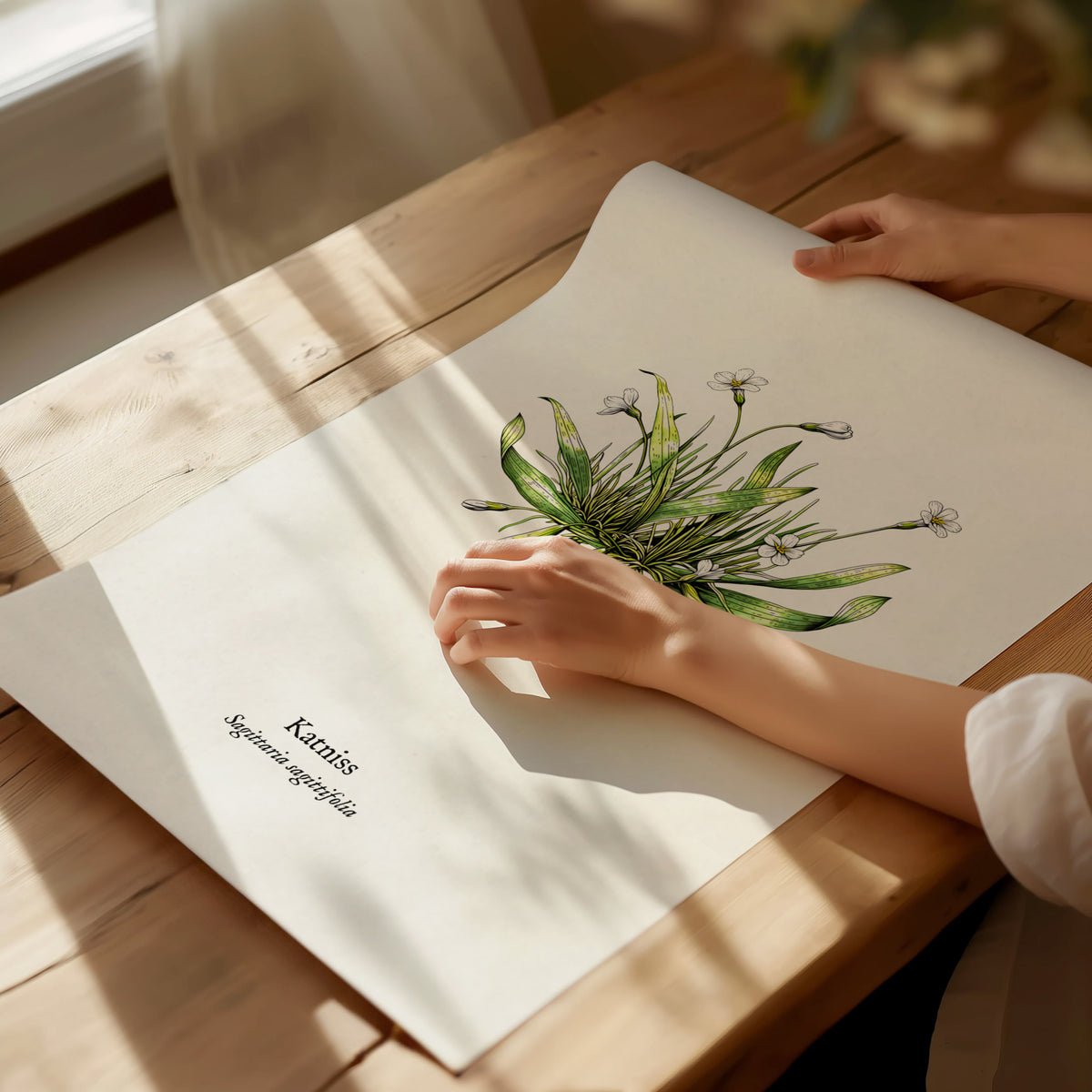 Katniss Poster | Sagittaria sagittifolia Pen and Ink Print | Vintage Botanical Illustration Wall Art — giclée print detail on