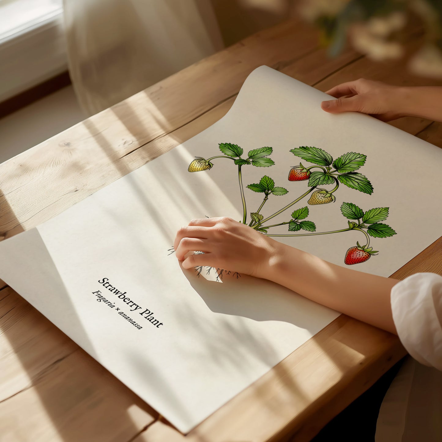 Strawberry Plant Poster | Vintage Fragaria × ananassa Botanical Illustration Wall Art — giclée print detail on matte paper