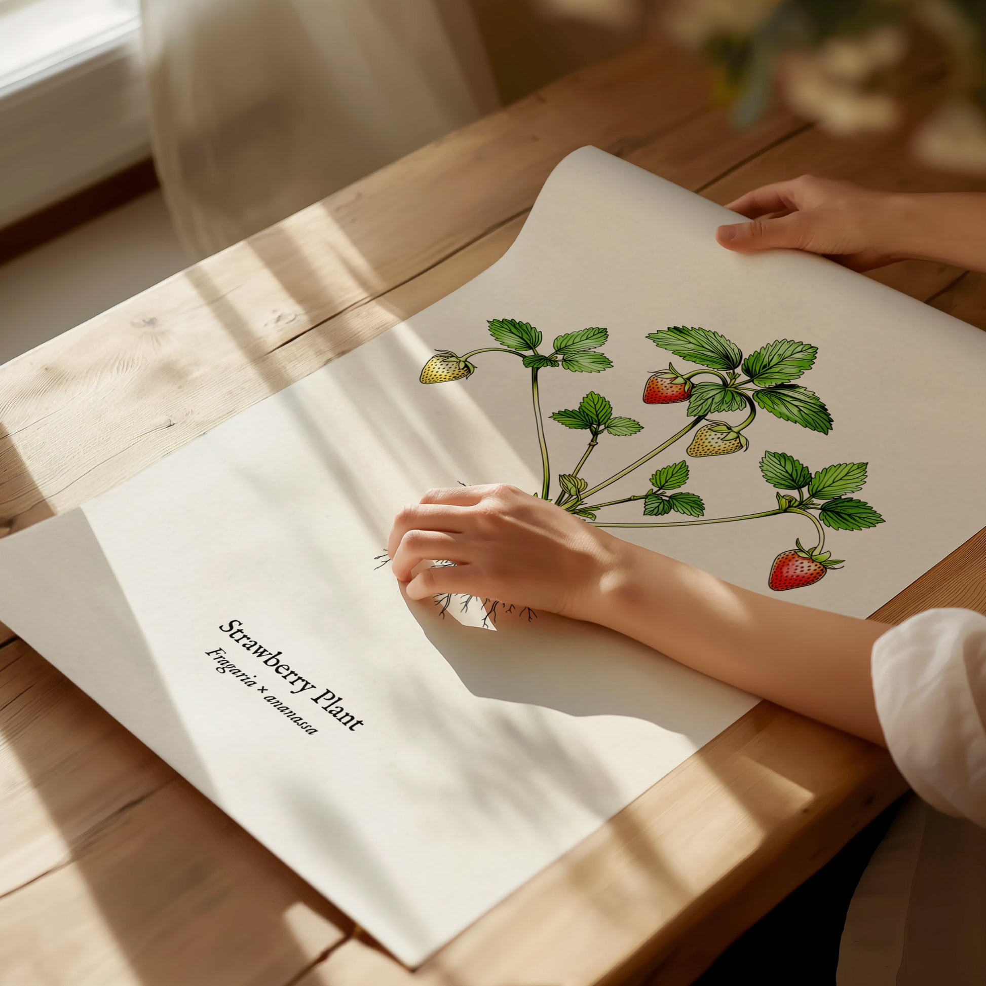 Strawberry Plant Poster | Vintage Fragaria × ananassa Botanical Illustration Wall Art — giclée print detail on matte paper