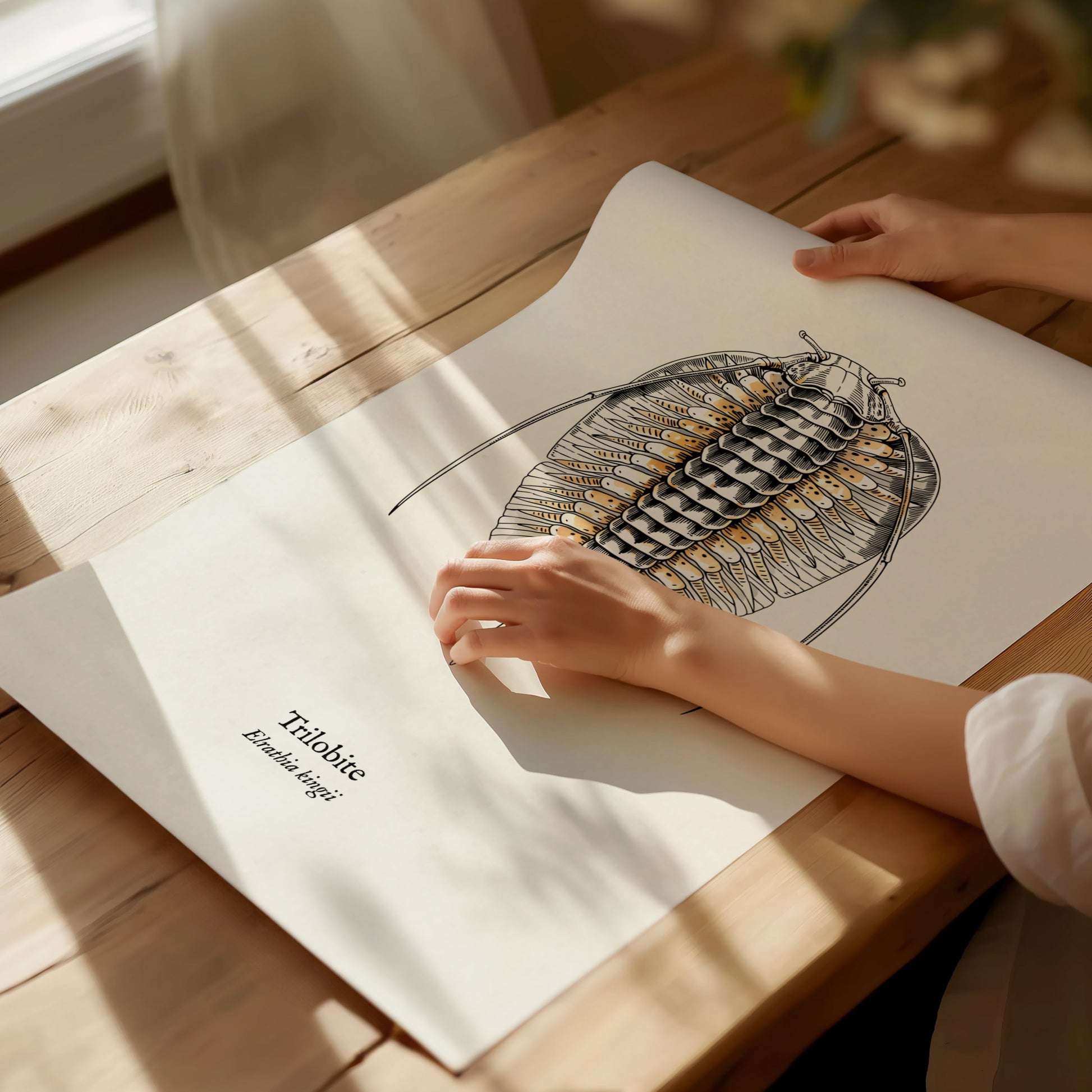 Trilobite Poster | Vintage Elrathia kingii Zoological Illustration Wall Art — giclée print detail on matte paper