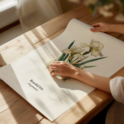 Bearded Iris Poster | Iris germanica Pen and Ink Print Vintage Botanical Illustration Wall Art — giclée print detail on matte