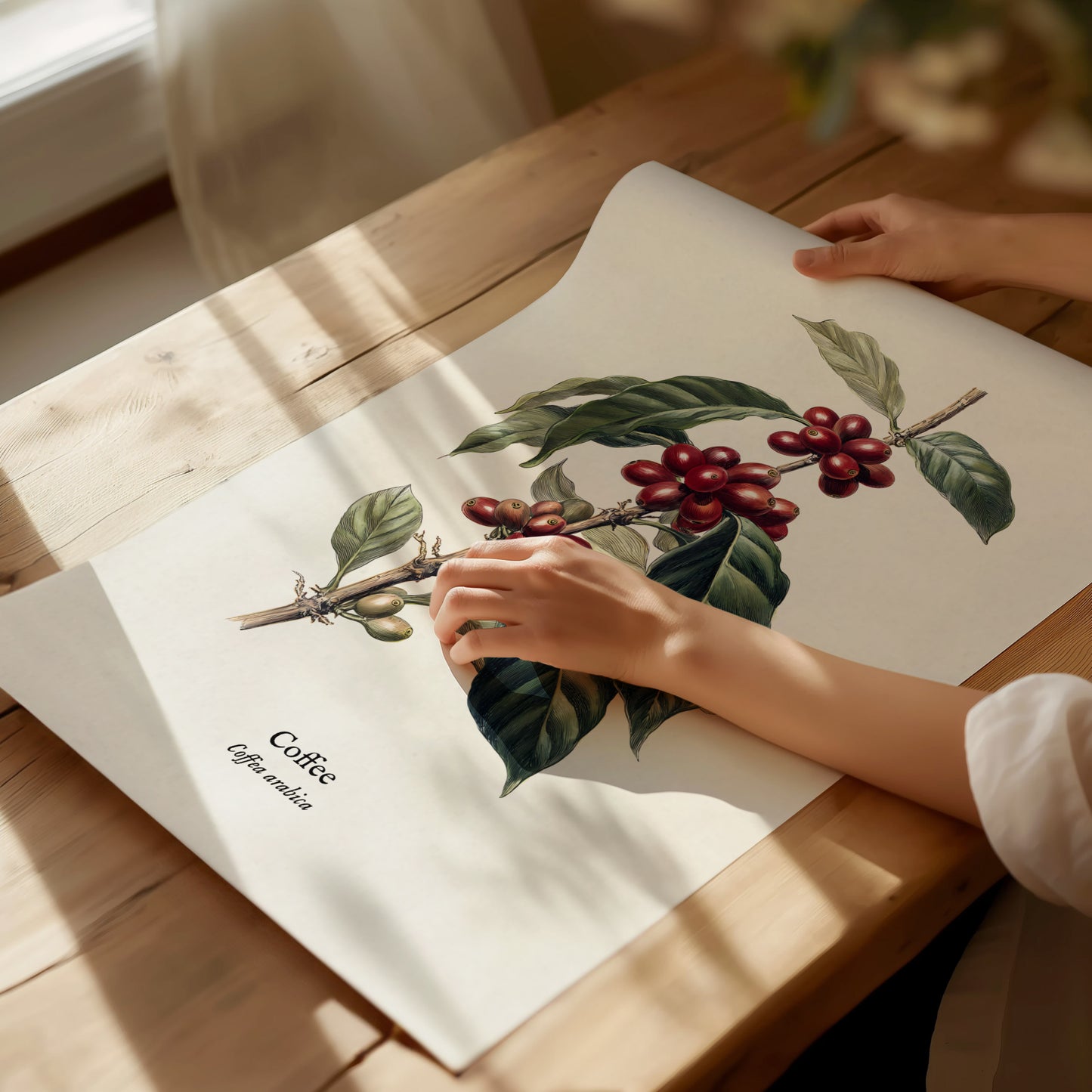 Coffee Poster | Vintage Coffea Arabica Botanical Illustration Wall Art — giclée print detail on matte paper