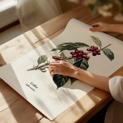 Coffee Poster | Vintage Coffea Arabica Botanical Illustration Wall Art — giclée print detail on matte paper