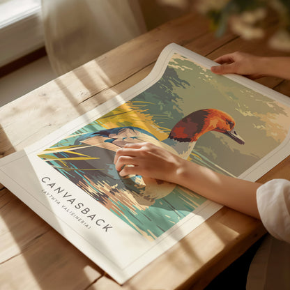 Canvasback, Aythya valisineria Poster | Diving Duck Wildlife Print Wall Art — giclée print detail on matte paper