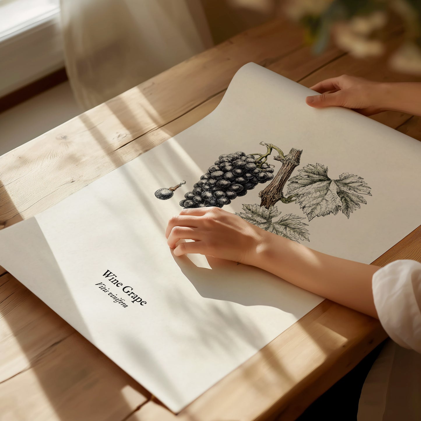 Wine Grape Poster | Vintage Vitis vinifera Botanical Illustration Wall Art — giclée print detail on matte paper