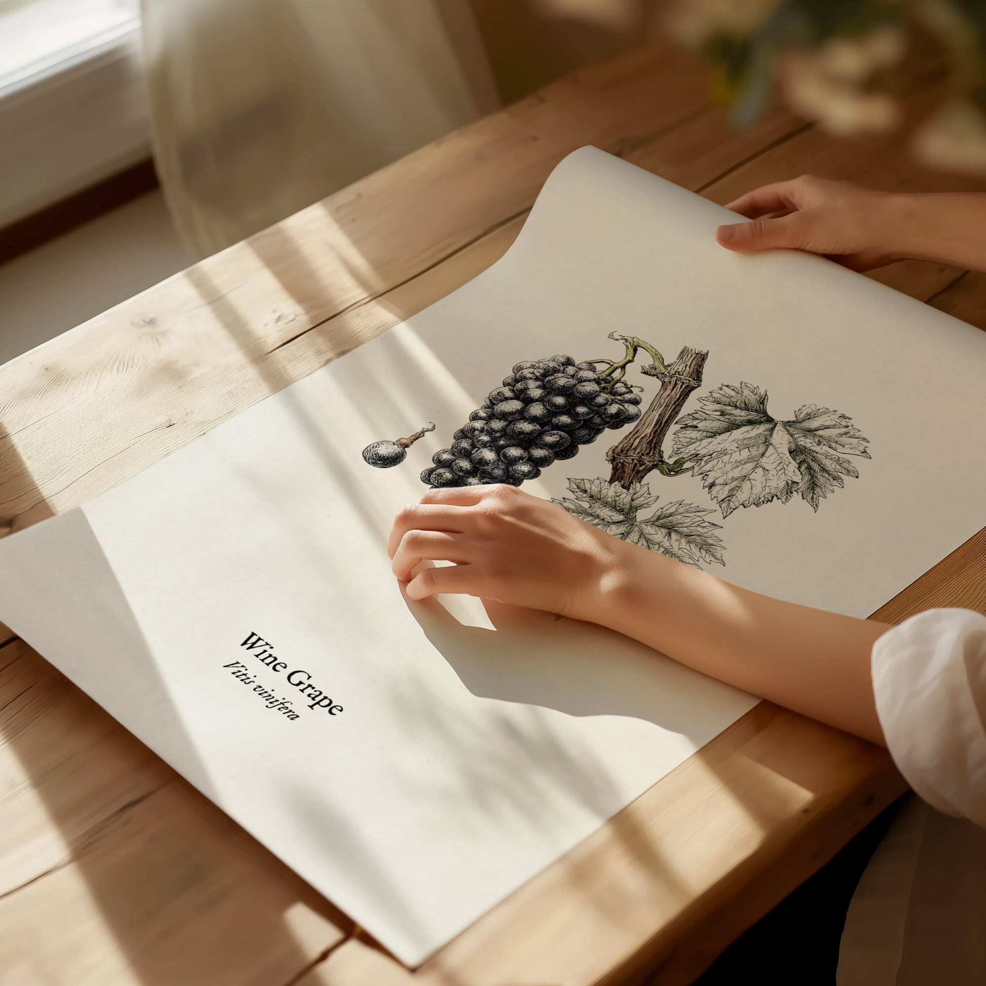 Wine Grape Poster | Vintage Vitis vinifera Botanical Illustration Wall Art — giclée print detail on matte paper
