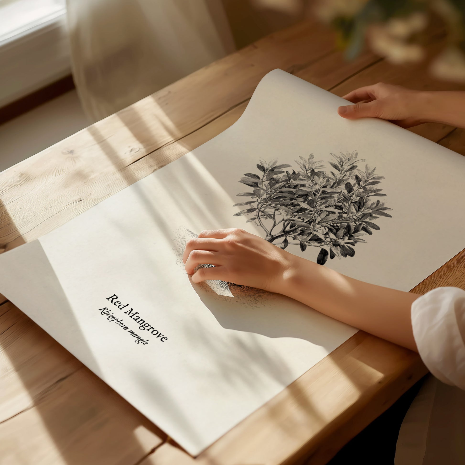 Red Mangrove Poster | Rhizophora Mangle Pen and Ink Print Vintage Botanical Illustration — giclée print detail on matte paper