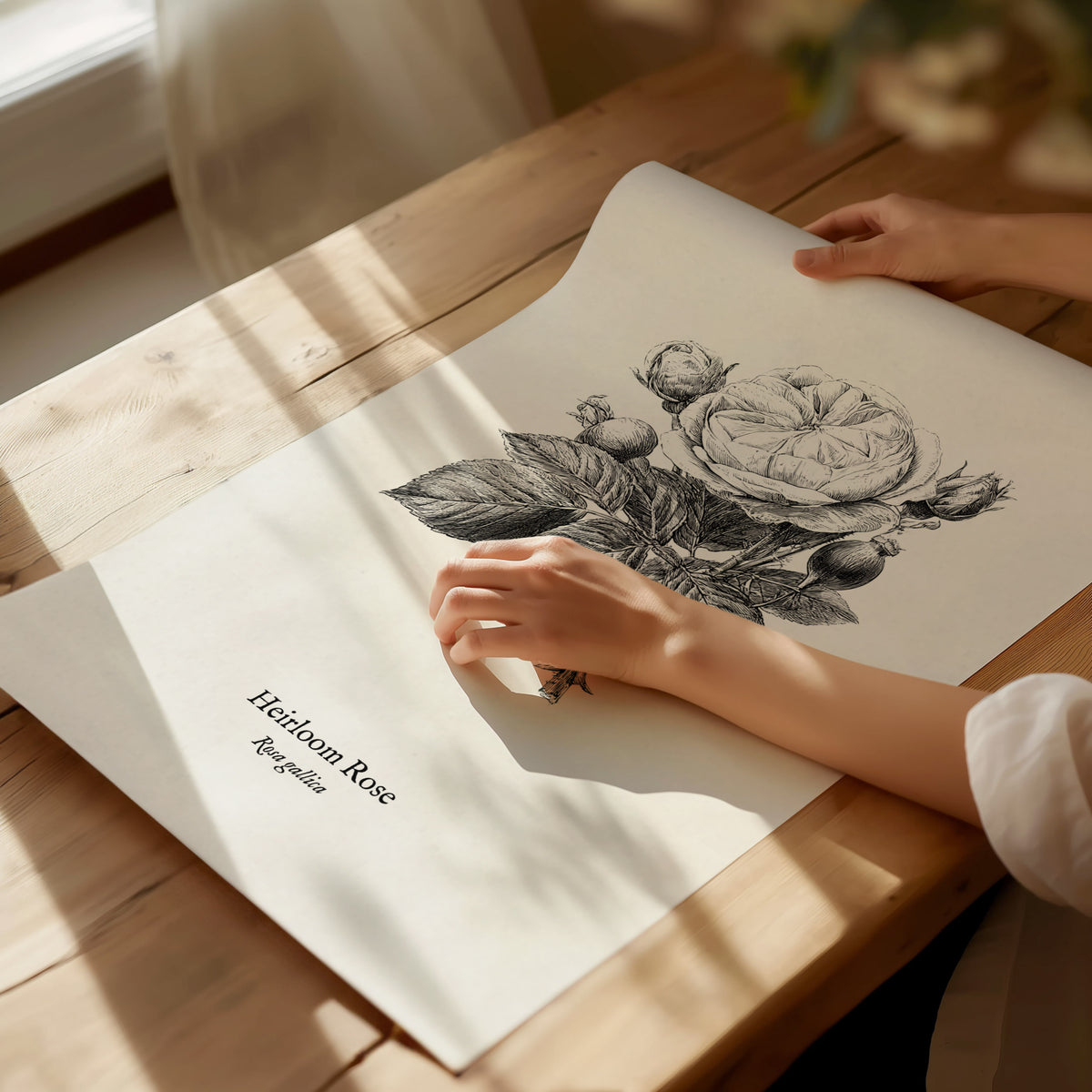 Heirloom Rose Poster | Rosa Gallica Pen and Ink Print Vintage Botanical Illustration Wall Art — giclée print detail on matte