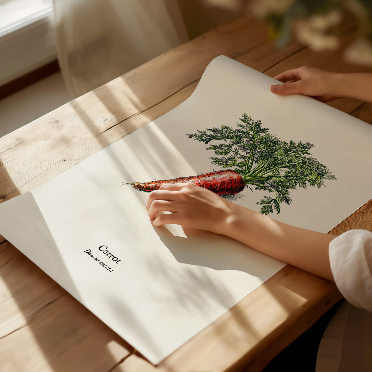 Carrot Poster | Daucus Carota Pen and Ink Print | Vintage Botanical Illustration Wall Art — giclée print detail on matte pape