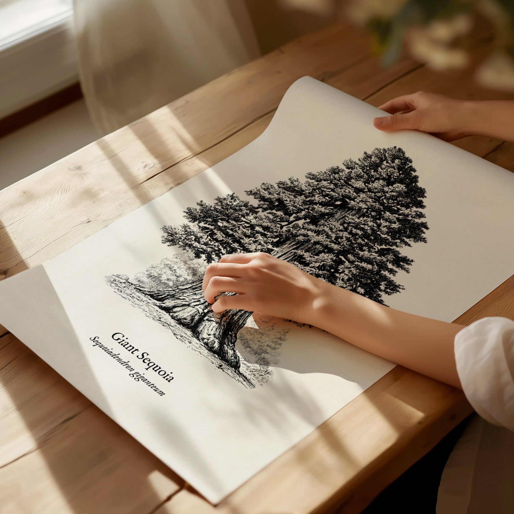 Giant Sequoia Poster | Vintage Sequoiadendron Giganteum Botanical Illustration Wall Art — giclée print detail on matte paper