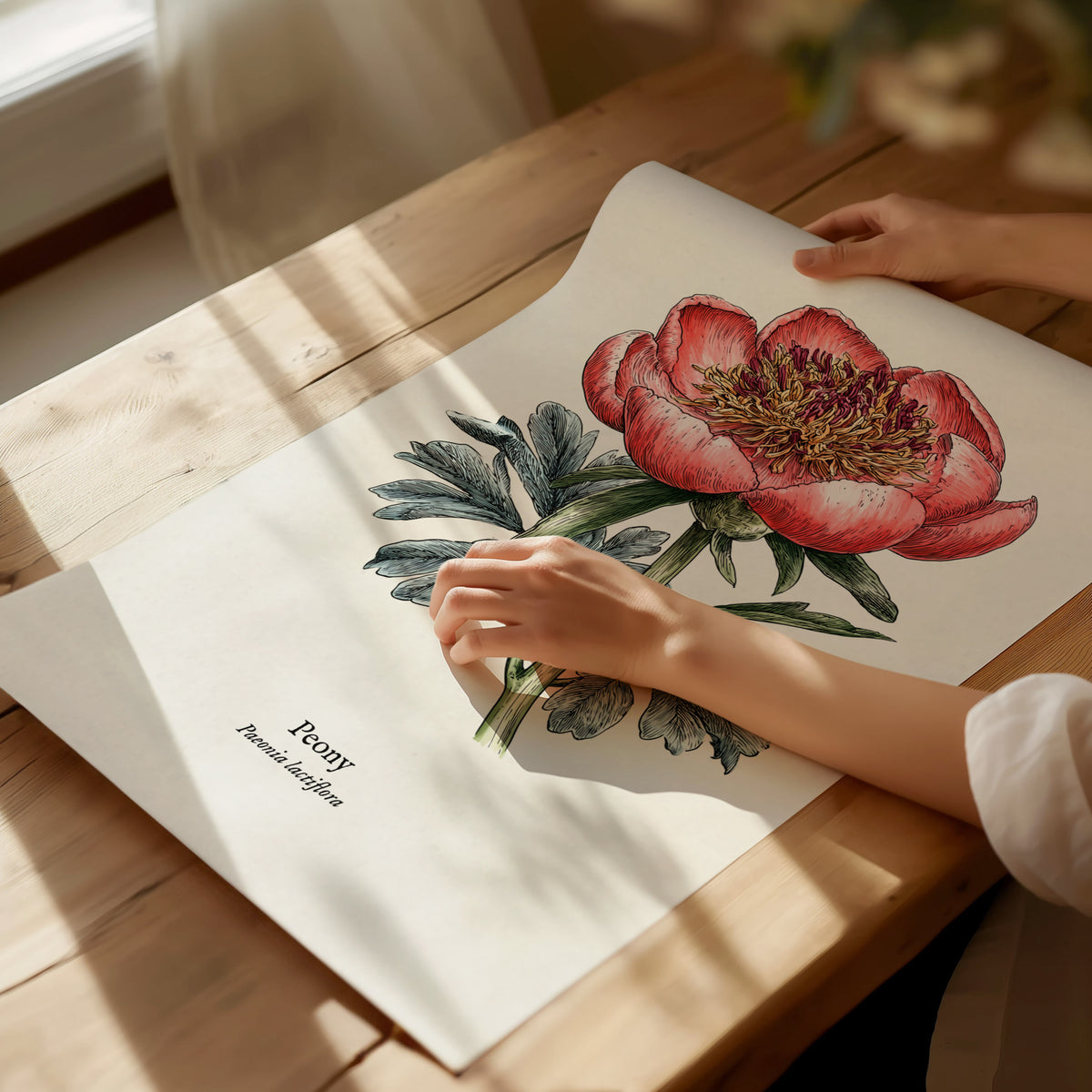 Peony Poster | Vintage Paeonia Lactiflora Botanical Illustration Wall Art — giclée print detail on matte paper