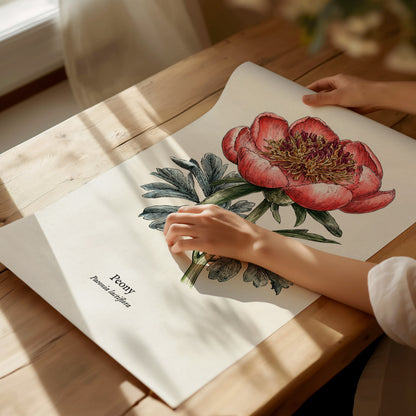 Peony Poster | Vintage Paeonia Lactiflora Botanical Illustration Wall Art — giclée print detail on matte paper