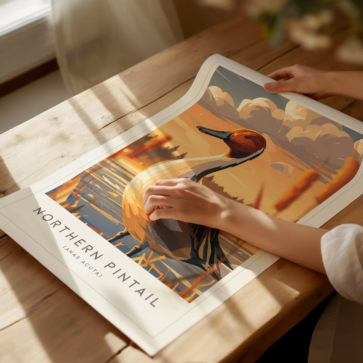 Northern Pintail, Anas acuta Poster | Elegant Waterfowl Bird Wall Art — giclée print detail on matte paper
