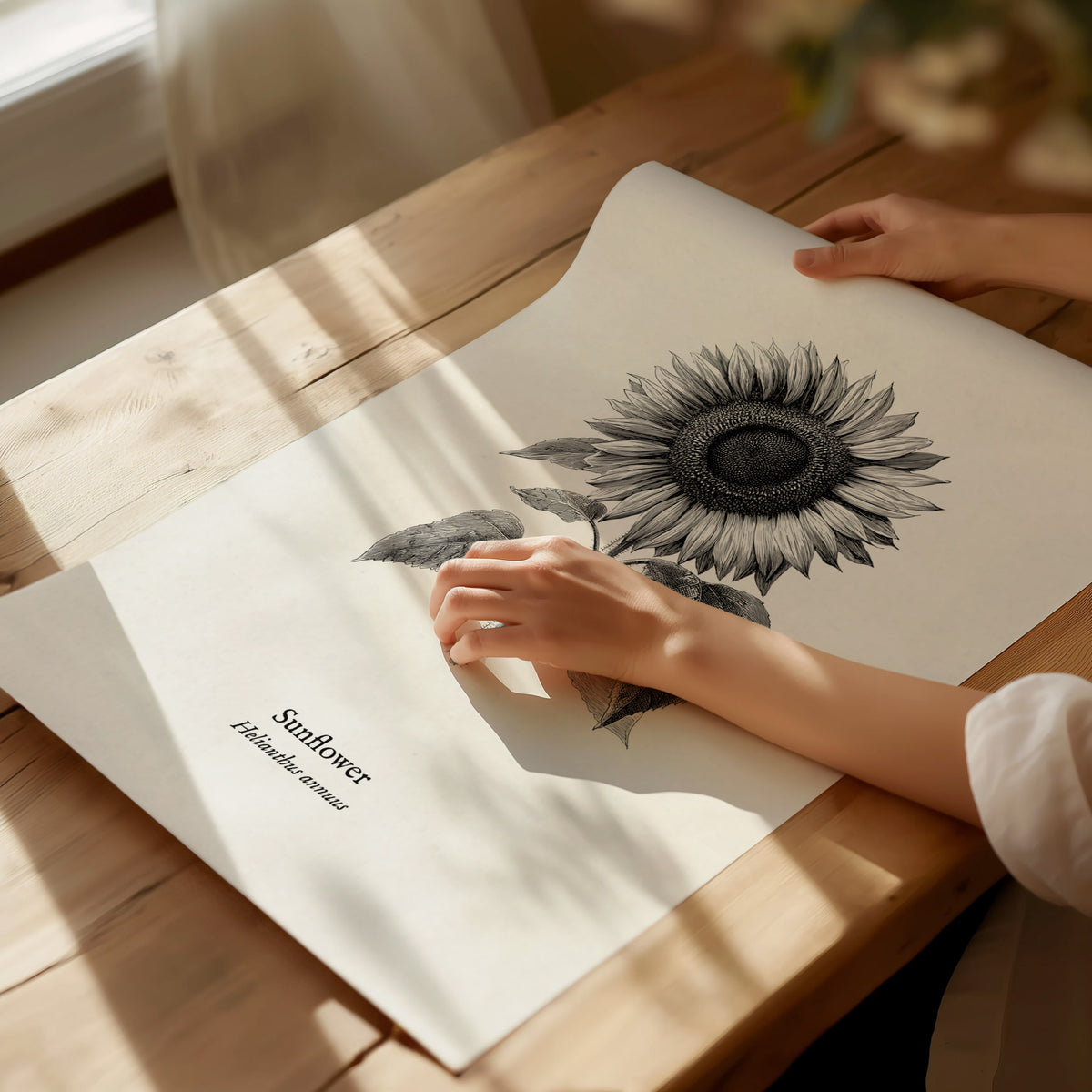 Sunflower Poster | Helianthus annuus Vintage Botanical Ink Illustration Line Art Print — giclée print detail on matte paper