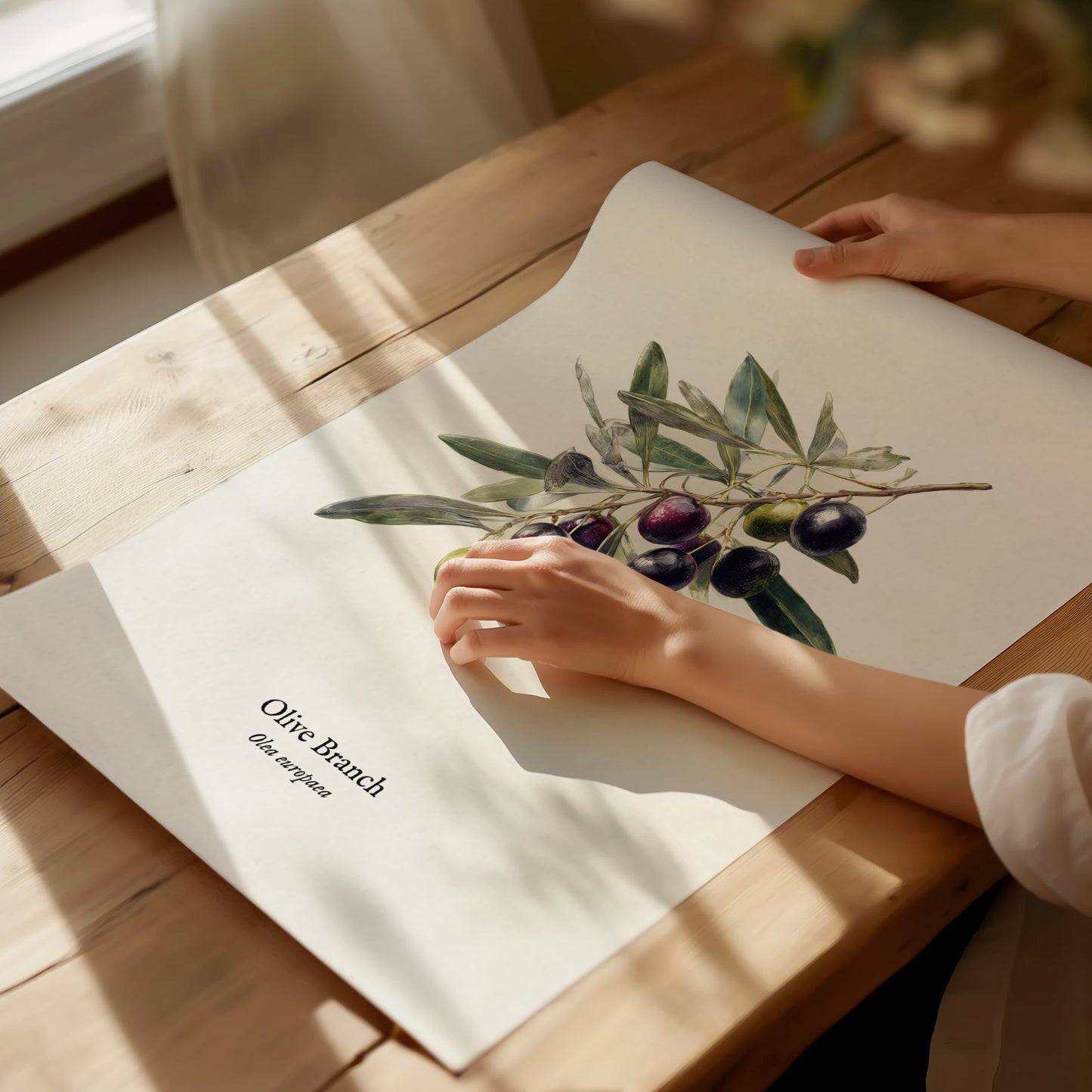 Olive Branch Poster | Vintage Olea europaea Botanical Illustration Wall Art — giclée print detail on matte paper