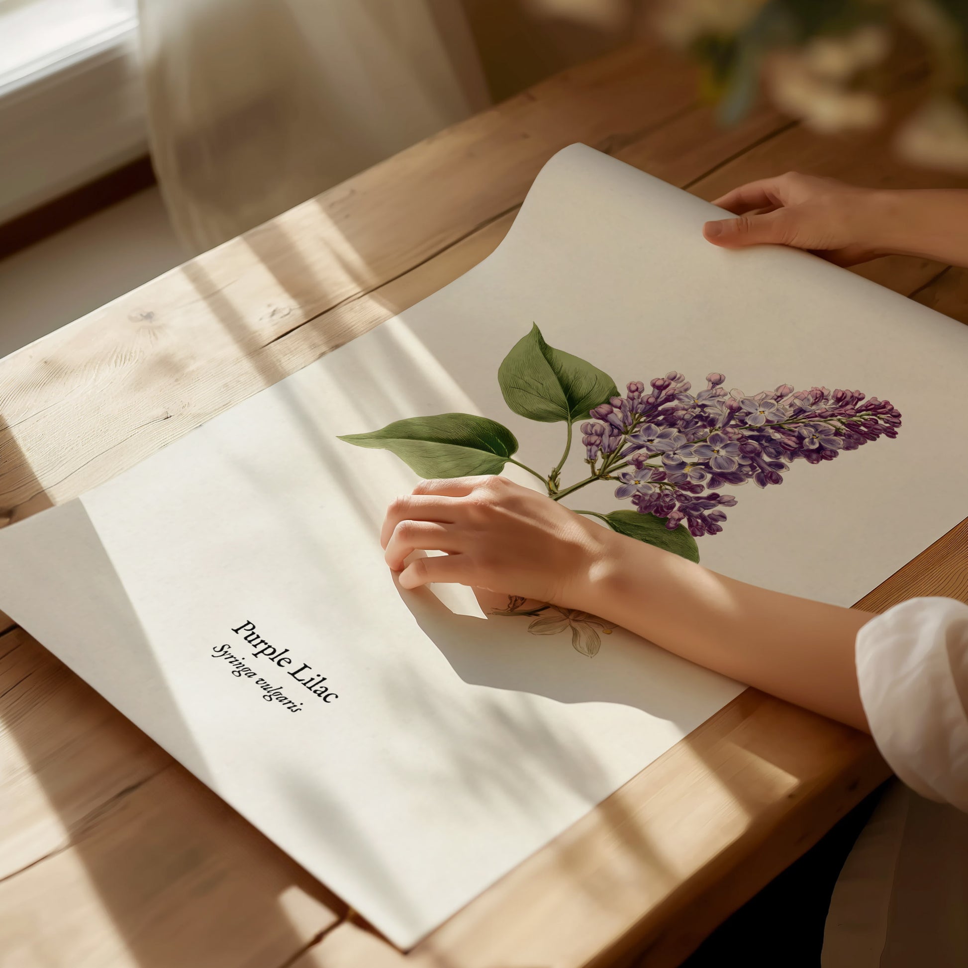 Purple Lilac Poster | Vintage Syringa vulgaris Botanical Illustration Wall Art — giclée print detail on matte paper