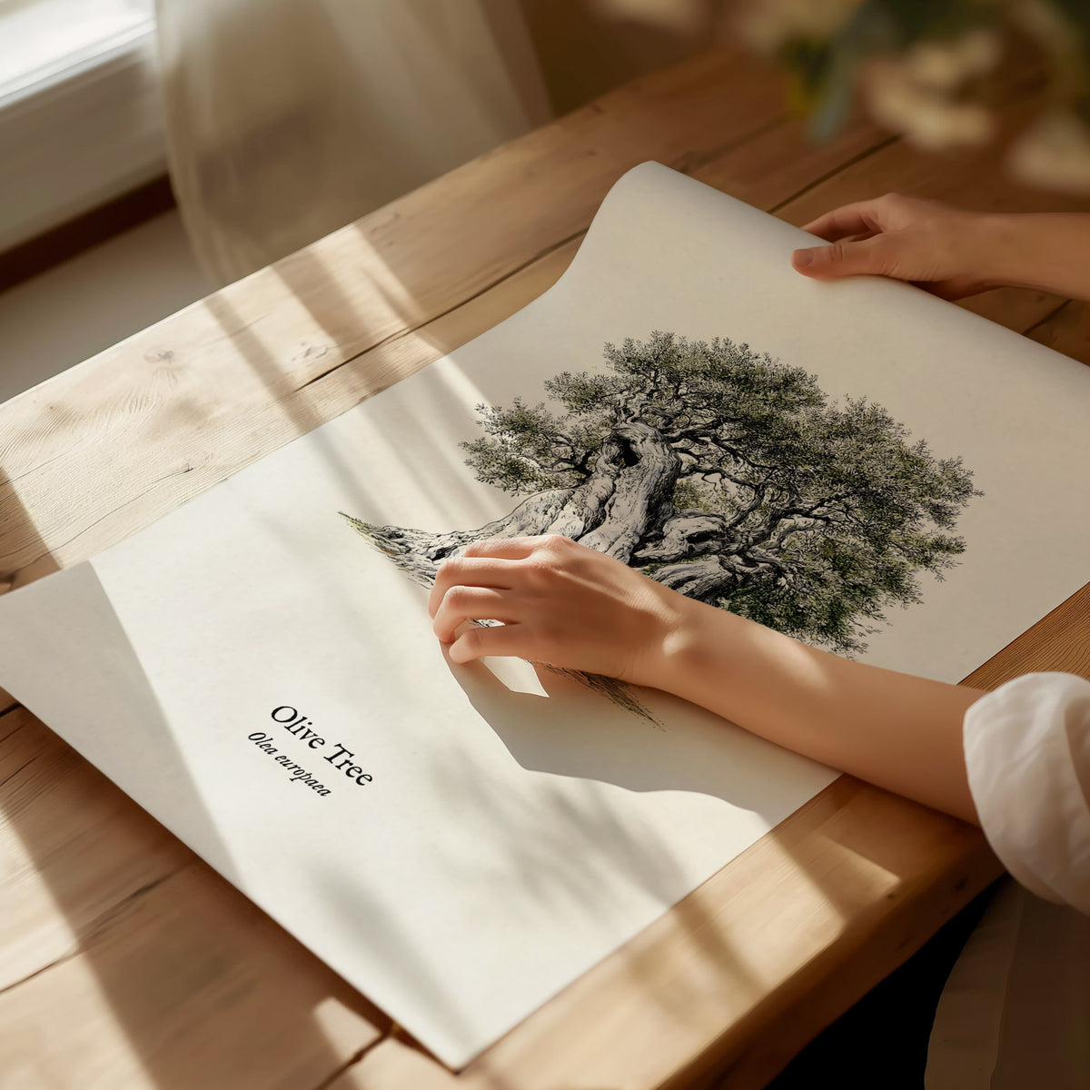 Olive Tree Poster | Vintage Olea europaea Botanical Illustration Wall Art — giclée print detail on matte paper