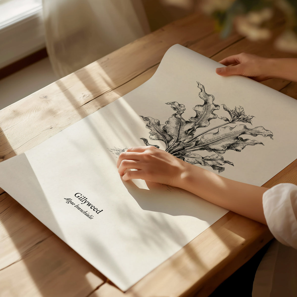 Gillyweed Poster | Algae Branchialis Pen and Ink Print Vintage Scientific Illustration — giclée print detail on matte paper
