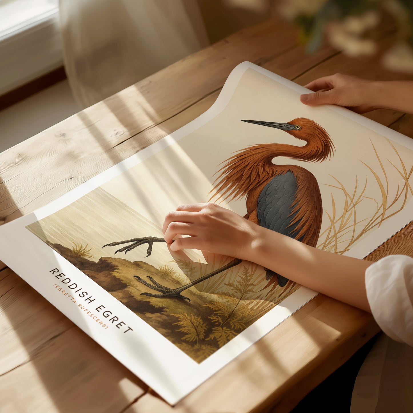 A person is holding a poster depicting a reddish egret with detailed plumage on a wooden table. Sunlight casts soft shadows across the wall art, enhancing its vintage Audubon style.