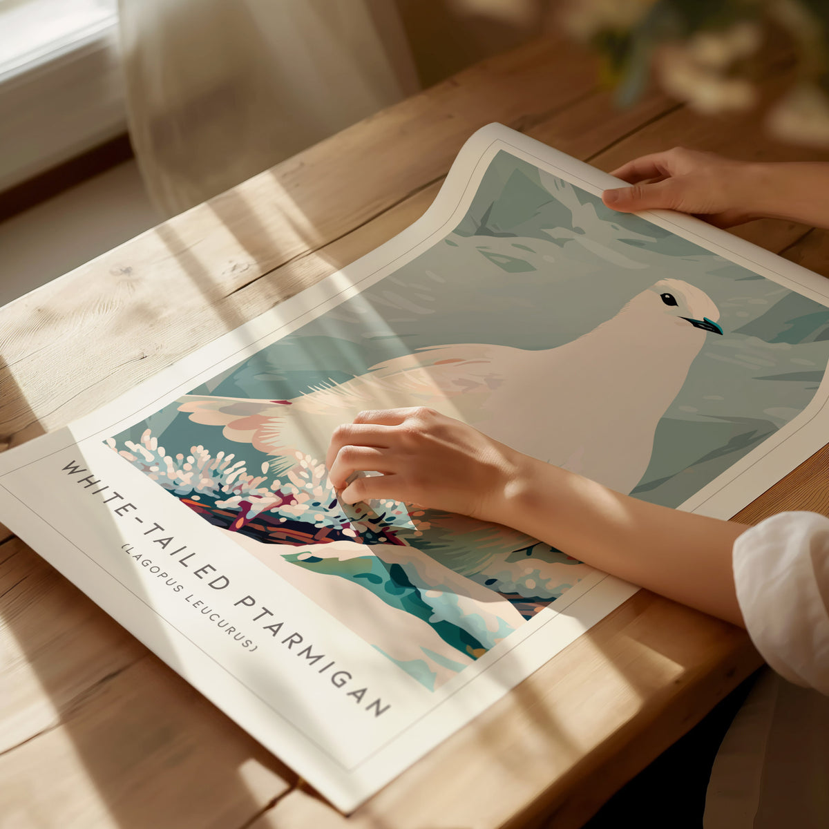 White-tailed Ptarmigan, Lagopus leucurus Poster | Alpine Bird Wall Art — giclée print detail on matte paper