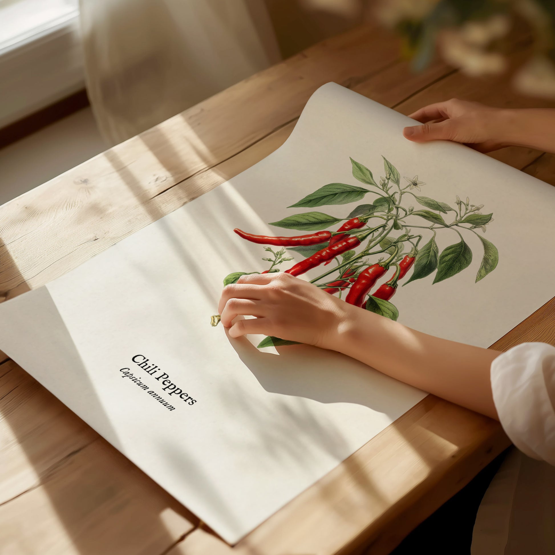 Chili Peppers Poster | Vintage Capsicum Annuum Botanical Illustration Wall Art — giclée print detail on matte paper