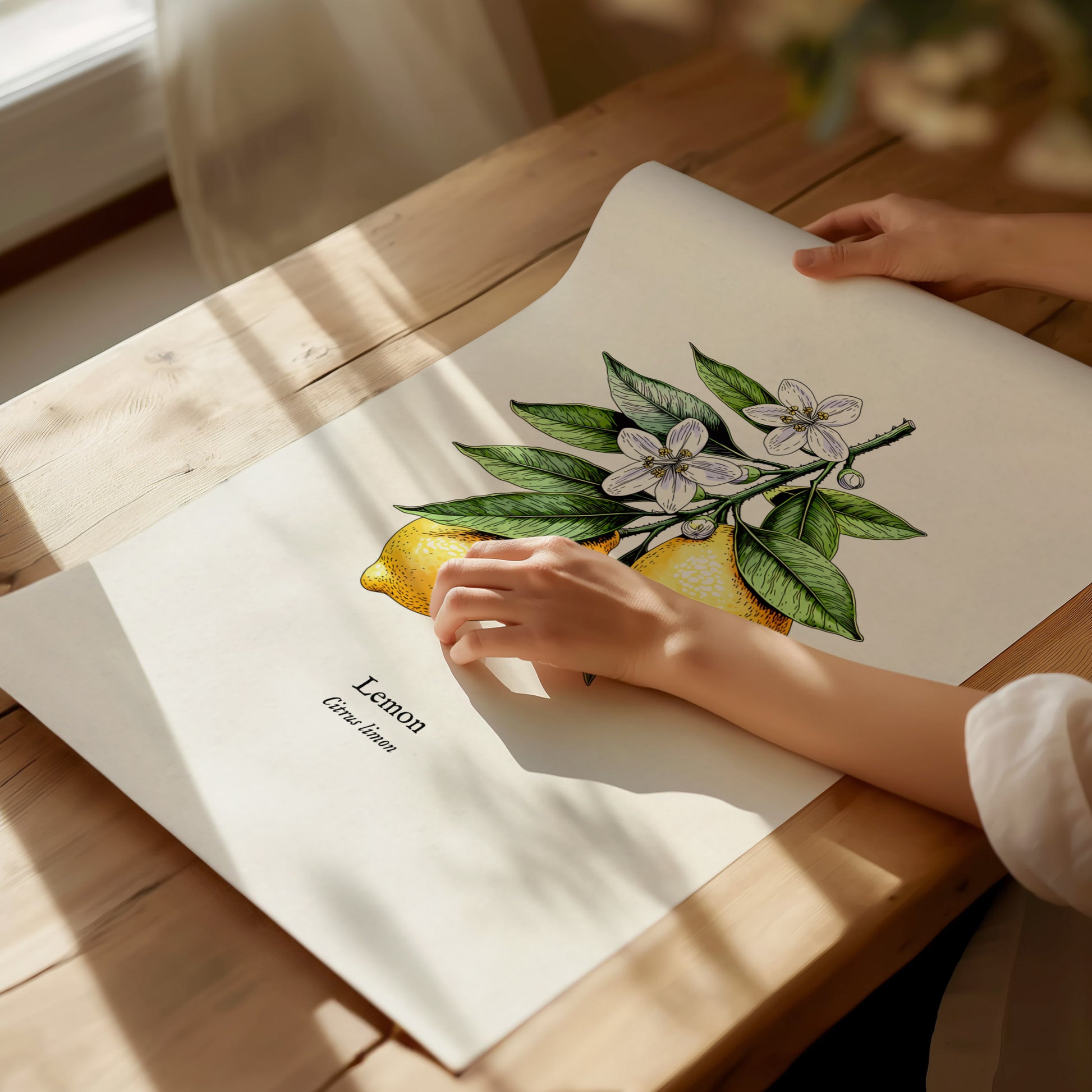 Botanical Lemon Poster | Citrus x Limon Framed Wall Art — giclée print detail on matte paper