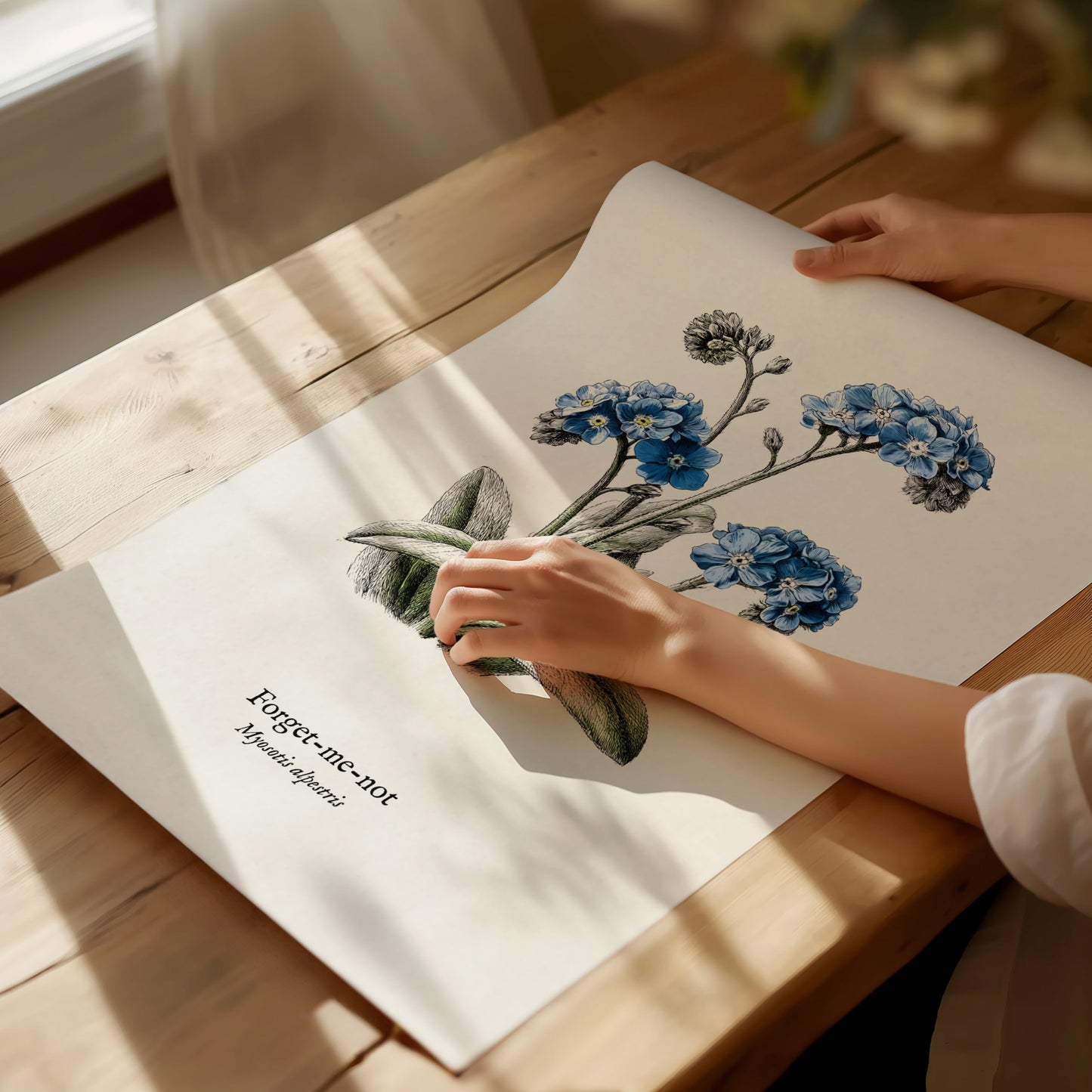 Forget-Me-Not Poster | Vintage Myosotis Alpestris Botanical Illustration Wall Art — giclée print detail on matte paper