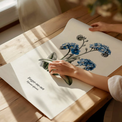 Forget-Me-Not Poster | Vintage Myosotis Alpestris Botanical Illustration Wall Art — giclée print detail on matte paper