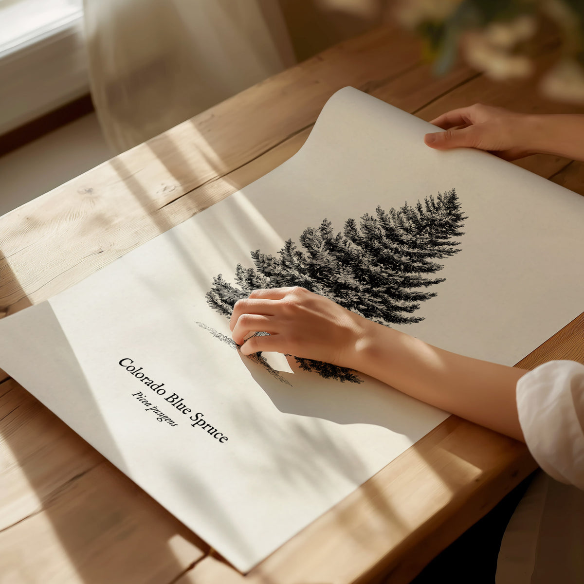 Colorado Blue Spruce Poster | Picea pungens Pen and Ink Print Vintage Botanical Illustration Wall Art — giclée print detail o