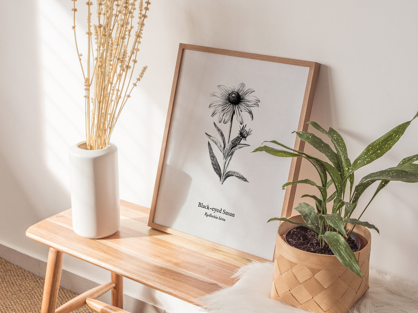 Black-eyed Susan Poster | Vintage Rudbeckia hirta Botanical Illustration Wall Art — styled in a modern interior