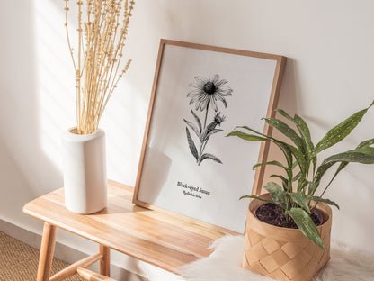 Black-eyed Susan Poster | Vintage Rudbeckia hirta Botanical Illustration Wall Art — styled in a modern interior