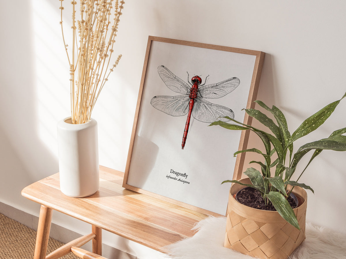 Dragonfly Poster | Vintage Anisoptera Zoological Illustration Wall Art — styled in a modern interior