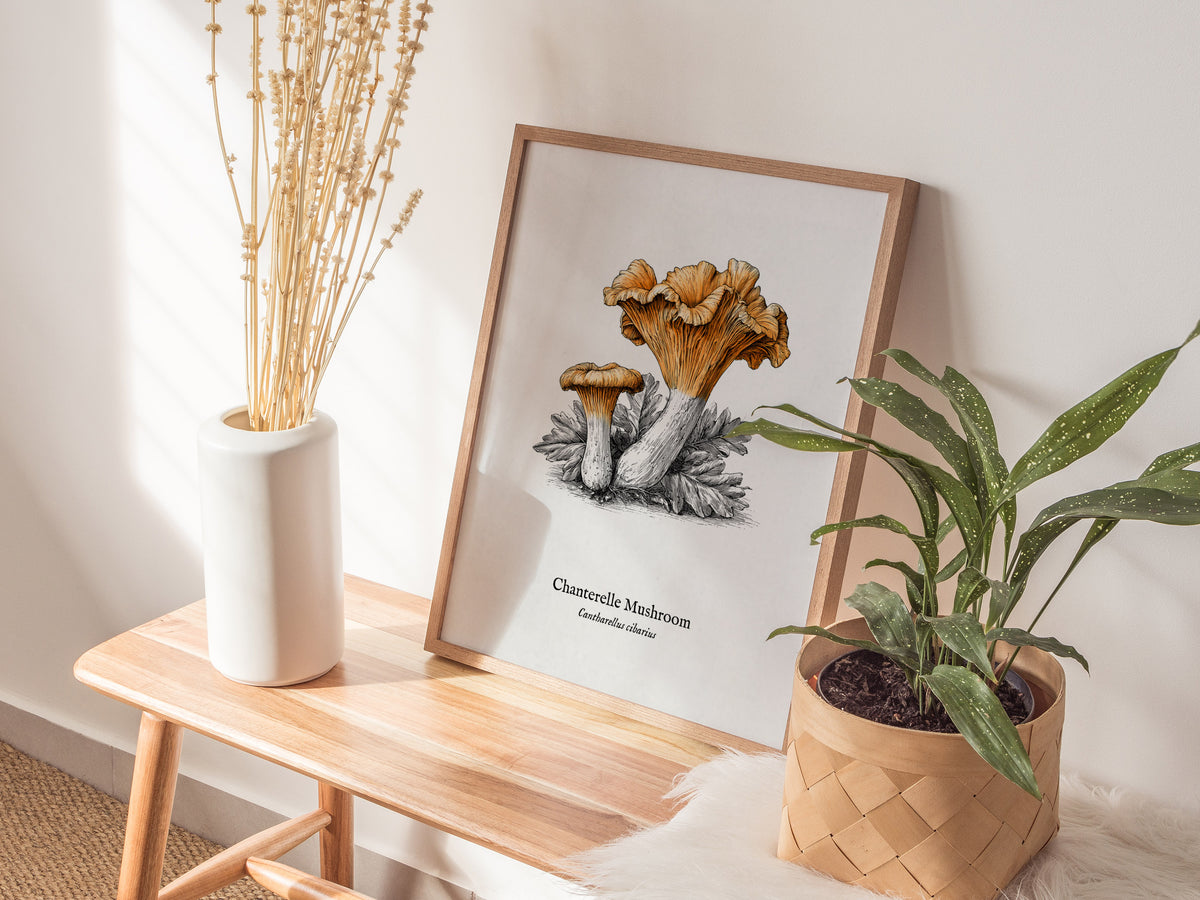 Chanterelle Mushroom Poster | Cantharellus cibarius Pen and Ink Print Vintage Scientific Illustration — styled in a modern in
