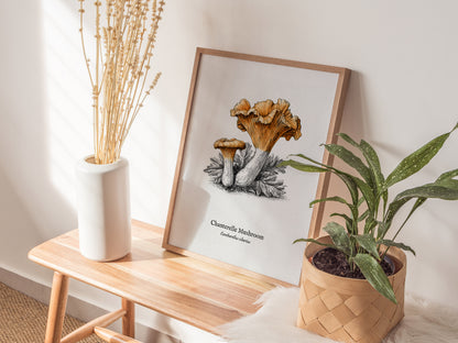 Chanterelle Mushroom Poster | Cantharellus cibarius Pen and Ink Print Vintage Scientific Illustration — styled in a modern in